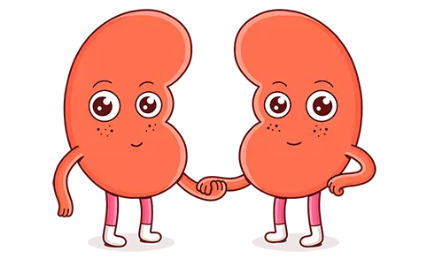 2 red kidney caricatures holding hands