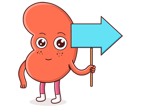 A red kidney caricature holding a blue arrow sign pointing right